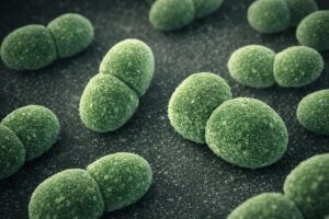 Enterococcus faecalis baktérium képe mikroszkóp alatt